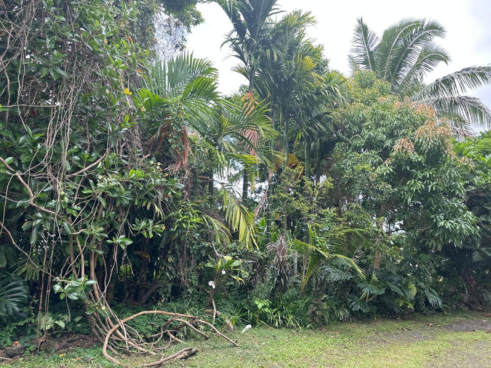 Hawaiian Ohana Home Hilo Exterior foto