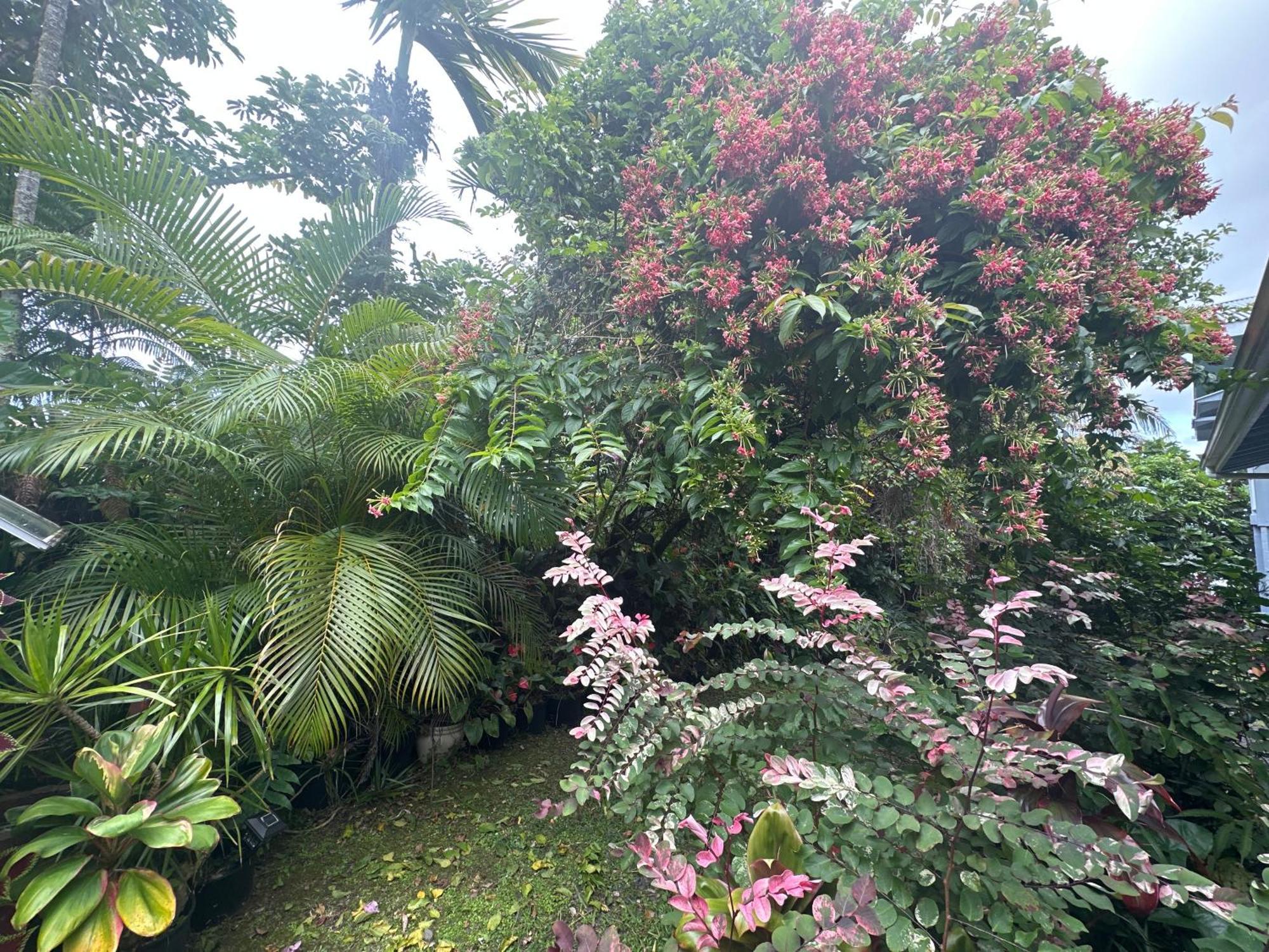 Hawaiian Ohana Home Hilo Exterior foto