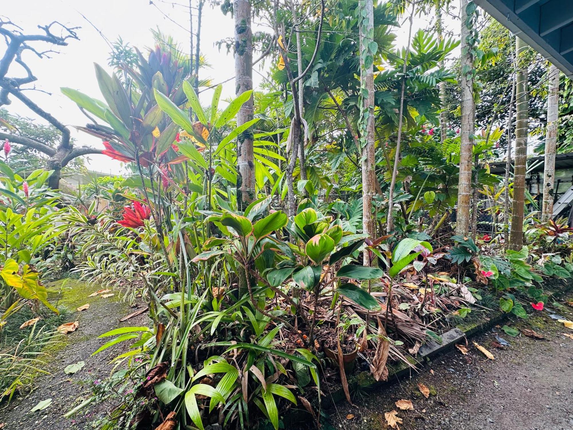 Hawaiian Ohana Home Hilo Exterior foto